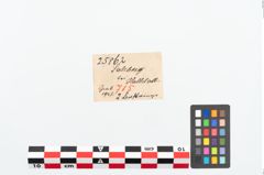 Etikett zu Bernsteinringperle (NHMW-PRAE-025862)